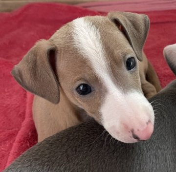 イタリアングレーハウンド【神奈川県・男の子・2022年2月9日・ブルーフォーン&ホワイト】の写真「甘えん坊のお兄ちゃん」