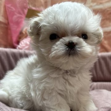 マルチーズ【神奈川県・男の子・2023年10月1日・ホワイト】の写真「パパは韓マル」