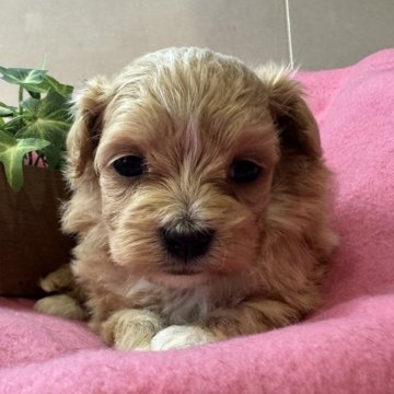 マルプー(マルチーズ×トイプードル)【神奈川県・女の子・2024年4月17日・アプリコット アンド ホワイト】の写真「おっとり姫」