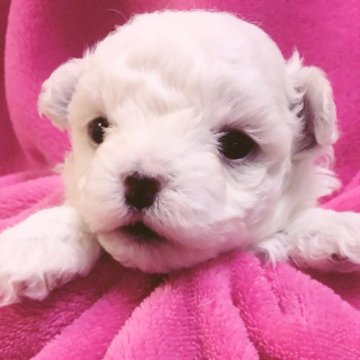 マルチーズ【神奈川県・男の子・2016年3月7日・ホワイト】の写真「マズルが短く可愛いお顔  フワフワ小さめBoy♡」
