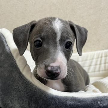 イタリアングレーハウンド【神奈川県・男の子・2022年8月8日・ブルー&ホワイト】の写真「明るく元気な　ハンサムボーイ」