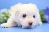 マルチーズ【神奈川県・女の子・2018年5月23日・ホワイト】の写真1