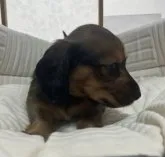 ミニチュアダックスフンド(ロング)【神奈川県・女の子・2023年4月1日・レッド】の写真3