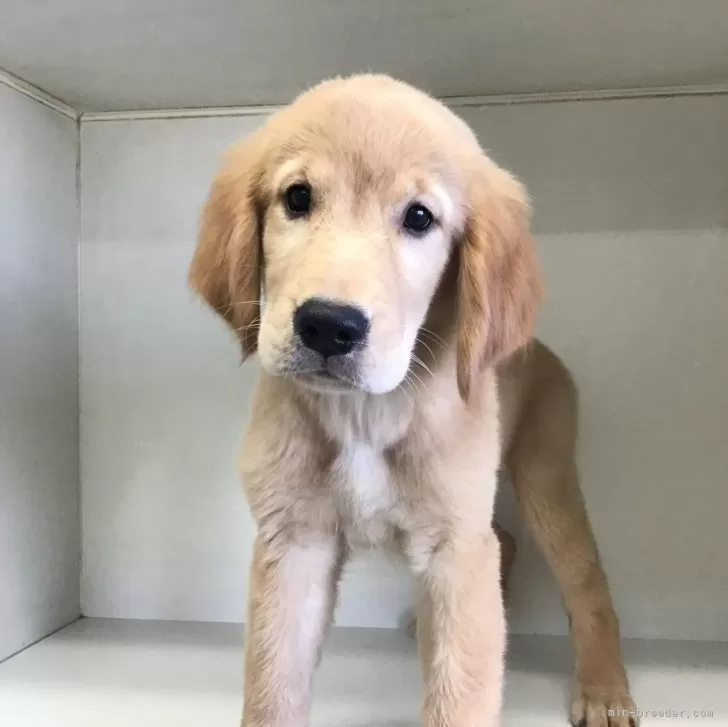 ID:2507-08602の子犬