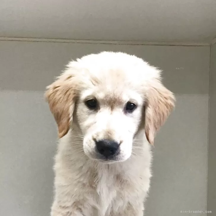 ID：2505-04521の子犬