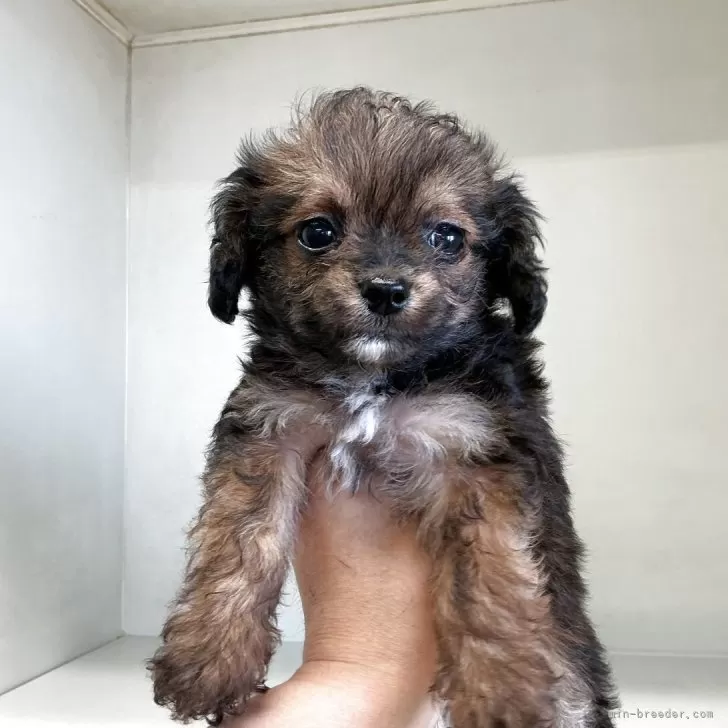 ちょこママ 様のお迎えした子犬