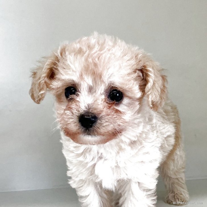 ブリーダー画像