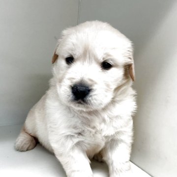 ゴールデンレトリバー【山形県・女の子・2025年10月10日・ゴールデン】の写真「ご予約開始いたしました。」