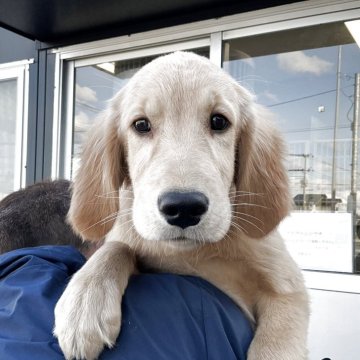 ゴールデンレトリバー【山形県・女の子・2025年6月12日・ゴールデン】の写真「最終価格になります♪」