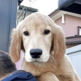 ゴールデンレトリバー