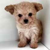 チワプー(チワワ×トイプードル)