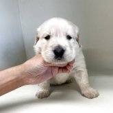 ゴールデンレトリバー