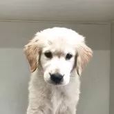 ゴールデンレトリバー【山形県・女の子・2025年2月21日・ゴールデン】の写真1