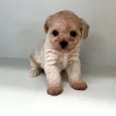 チワプー(チワワ×トイプードル)【山形県・男の子・2025年9月26日・クリーム】の写真1