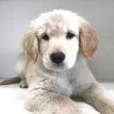 ゴールデンレトリバー【山形県・女の子・2025年2月21日・ゴールデン】の写真1