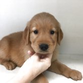 ゴールデンレトリバー