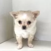 チワワ(ロング)