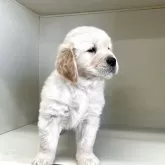 ゴールデンレトリバー【山形県・男の子・2025年10月10日・ゴールデン】の写真5