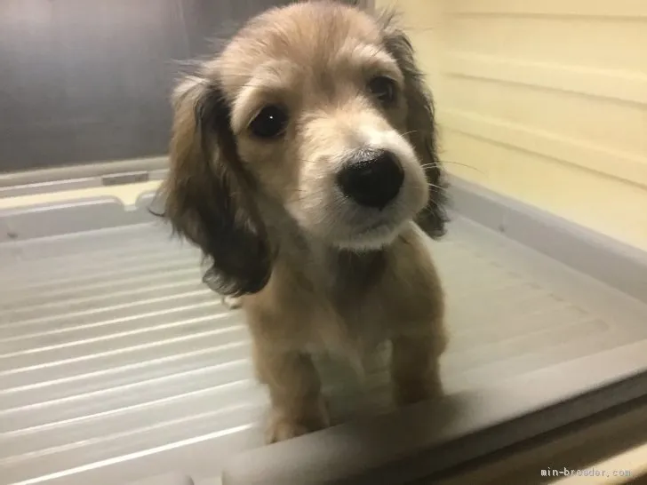A.Ｉ 様のお迎えした子犬
