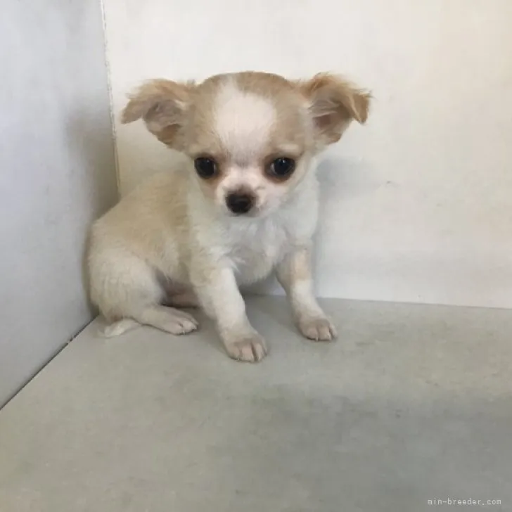 ID:2302-03234の子犬