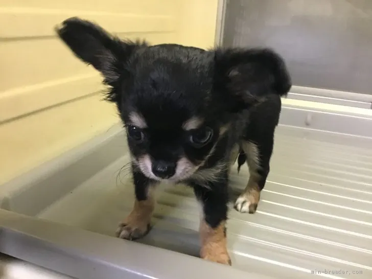 ID：2107-02299の子犬