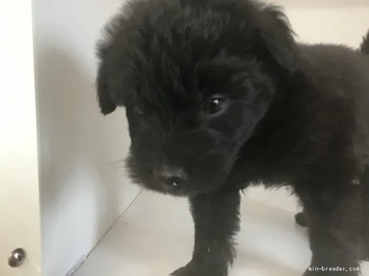 佐藤知子 様のお迎えした子犬