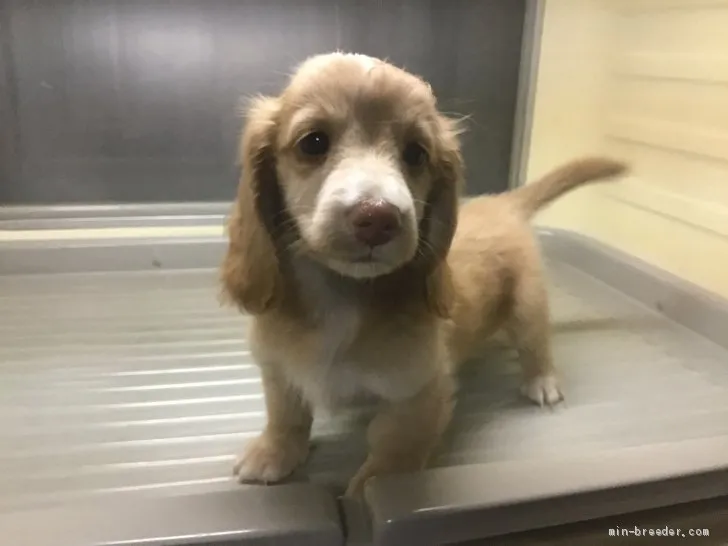H.S 様のお迎えした子犬