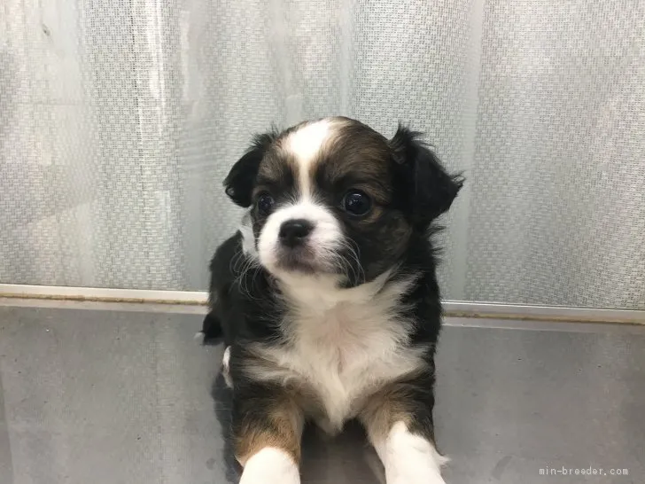 ID：2005-01977の子犬