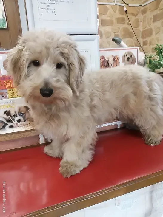 yoshiyuki 様のお迎えした子犬