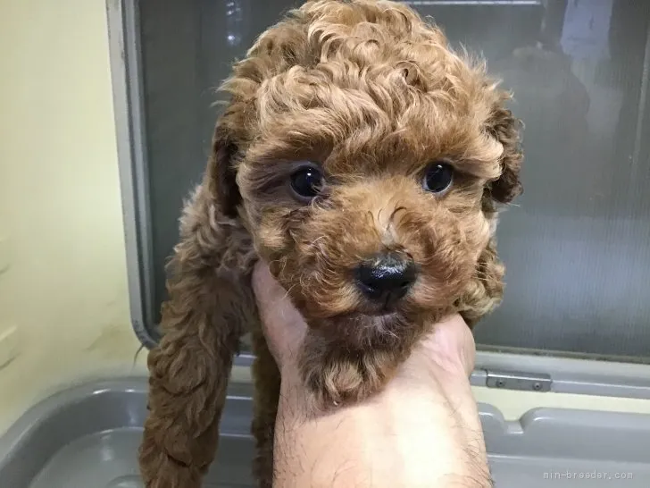 ID:2101-00854の子犬