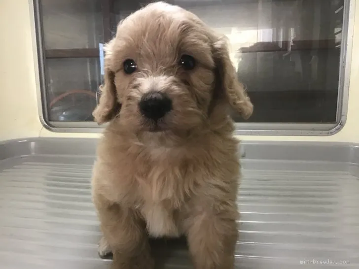 夏海 様のお迎えした子犬