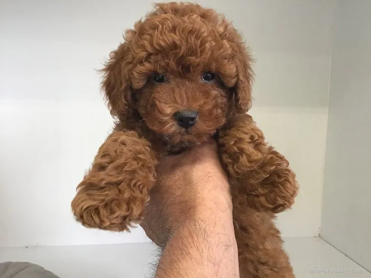 Zack 様のお迎えした子犬