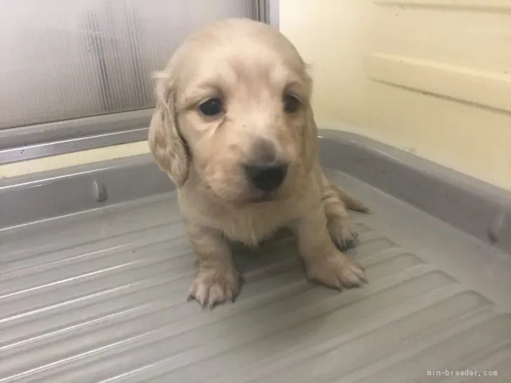 R.N 様のお迎えした子犬