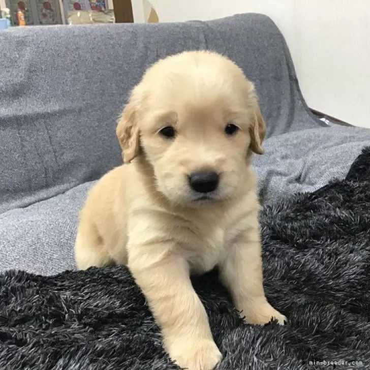 ID：2305-05680の子犬