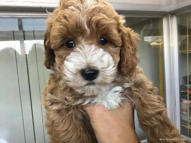 ID:2110-02797の子犬