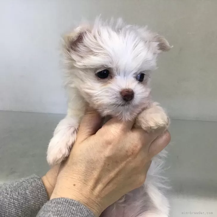 ID:2401-02645の子犬