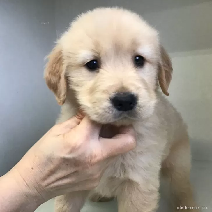ID:2401-05516の子犬