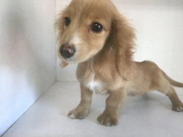 ミニチュアダックスフンド(ロング)【山形県・男の子・2018年12月17日・ゴールド】の写真「可愛い男の子です。」