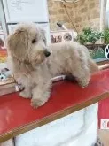 ミックス・その他の犬種【山形県・男の子・2017年3月20日・クリーム】の写真2
