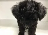 トイプードル×チワワ【山形県・男の子・2020年8月24日・ブラック】の写真3