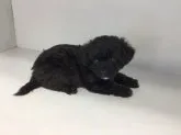 トイプードル×チワワ【山形県・男の子・2020年8月24日・ブラック】の写真5