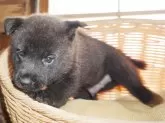 甲斐犬【鹿児島県・男の子・2025年8月17日・中虎毛】の写真7
