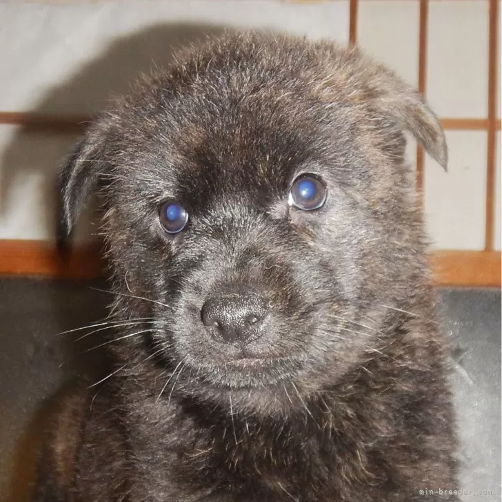 ID:2502-02757の子犬