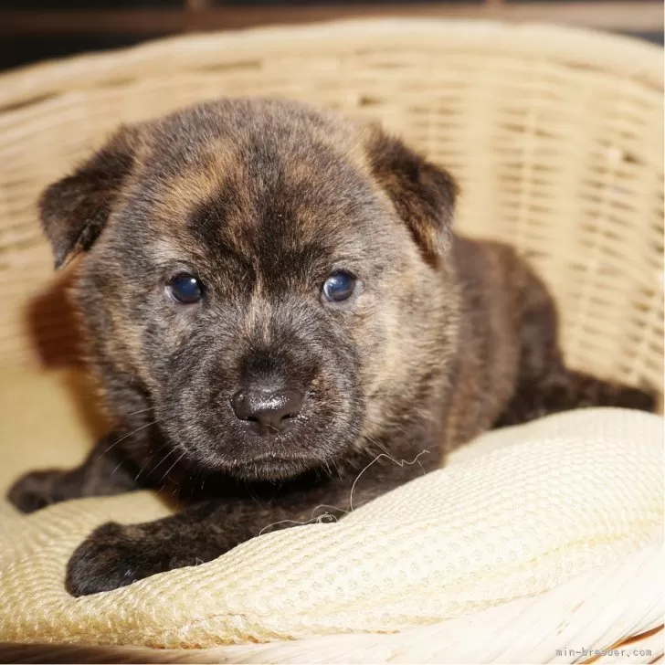 ID:2509-01111の子犬
