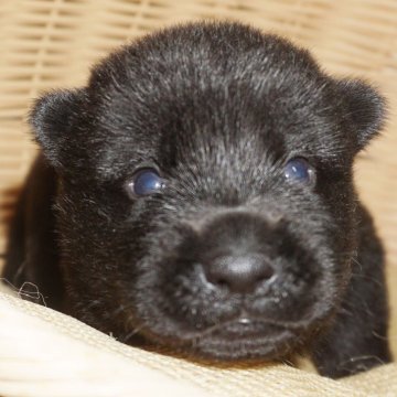 甲斐犬【鹿児島県・男の子・2025年11月26日・黒虎毛】の写真「天然記念物指定の優良血統で訓練性能・運動能力抜群！」