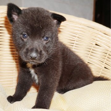 甲斐犬【鹿児島県・男の子・2025年8月7日・黒虎毛】の写真「天然記念物指定の優良血統で訓練性能・運動能力抜群！」