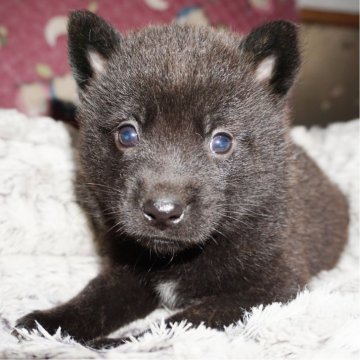 甲斐犬【鹿児島県・女の子・2025年9月13日・黒虎毛】の写真「天然記念物指定の優良血統で訓練性能・運動能力抜群!」
