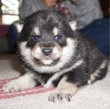 柴犬(豆柴)【鹿児島県・男の子・2025年1月11日・黒】の写真「優良血統で元気で人懐こい家庭犬向きの仔犬」