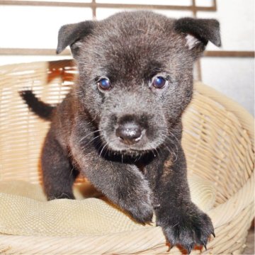 甲斐犬【鹿児島県・男の子・2025年8月17日・中虎毛】の写真「天然記念物指定の優良血統で訓練性能・運動能力抜群！」