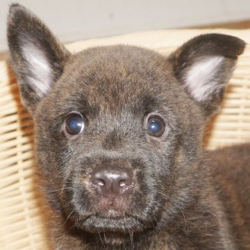 甲斐犬【鹿児島県・女の子・2025年9月1日・赤虎毛】の写真「天然記念物指定の優良血統で訓練性能・運動能力抜群！」
